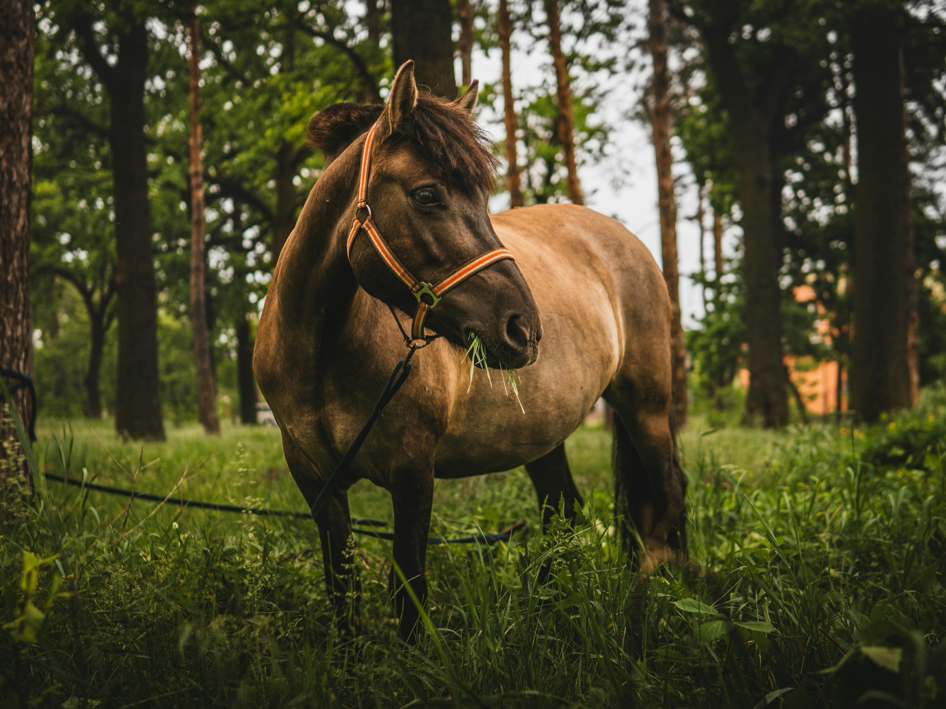 Equine healing session