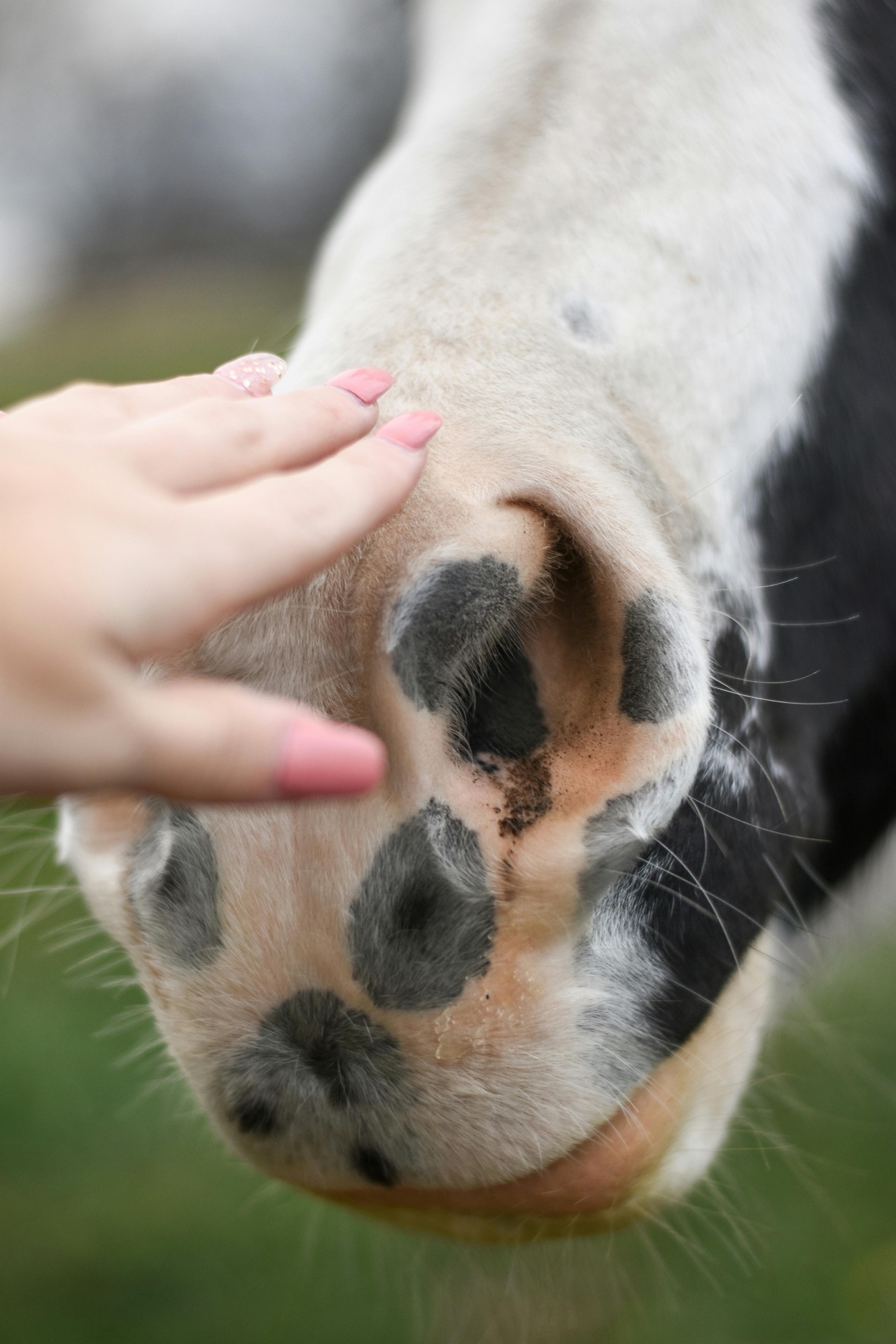 Equine healing therapy