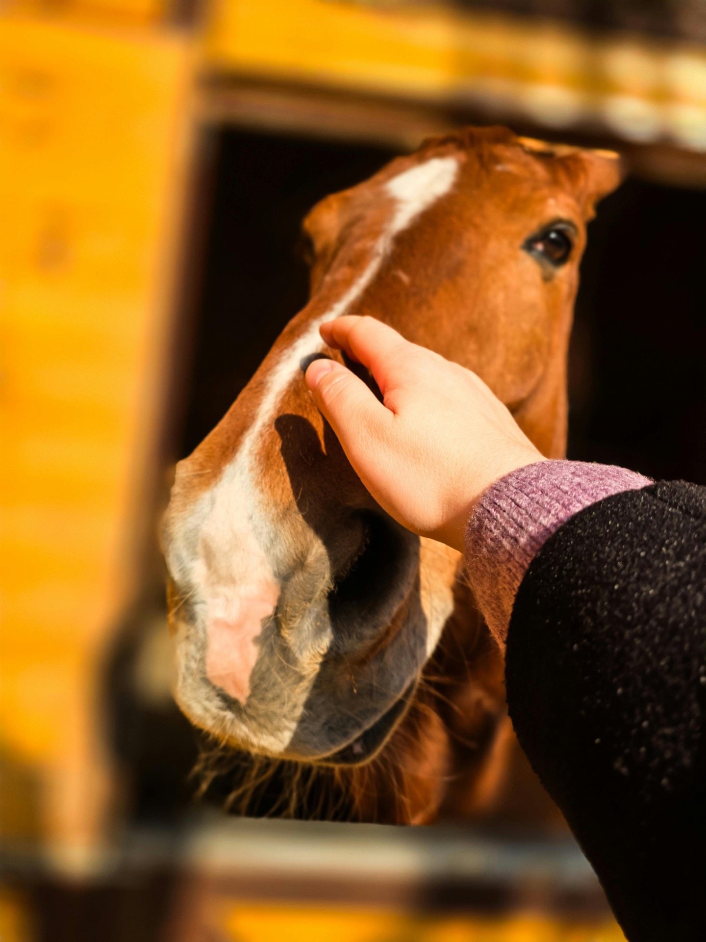 Equine healing therapy